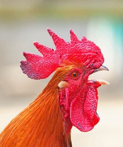 Angry Rooster paint by number