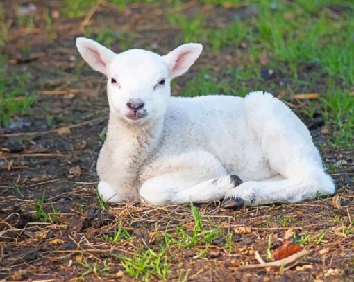 Small Cute Sheep Paint By Numbers