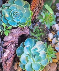 succulents plants paint by number