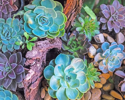 succulents plants paint by number