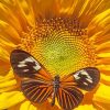 Sunflower Butterfly paint by number