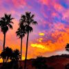 Sunset Palm Spring paint by number