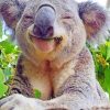 Very Happy Baby Koala paint by numbers