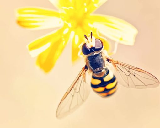 wasp on Flower adult paint by numbers