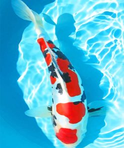 White and red koi fish paint by numbers