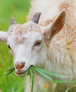 White Little Goat paint by number