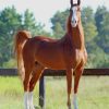 American Saddlebred Horse paint by numbers