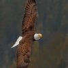 Bald Eagle paint by numbers