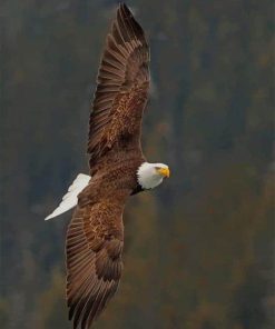 Bald Eagle paint by numbers