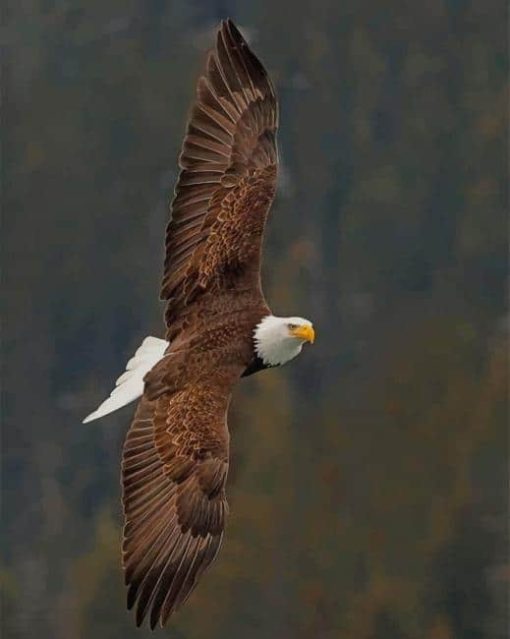 Bald Eagle paint by numbers