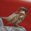 Bird Standing On Gray Rock paint by numbers