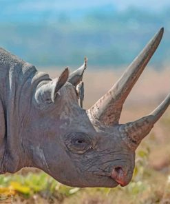 Bird Standing On Rhinos Back paint by numbers