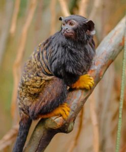 Black And Yellow Handed Tamarin Monkey paint by numbers