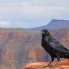 Black Crow On Grand Canyon Arizona paint by numbers