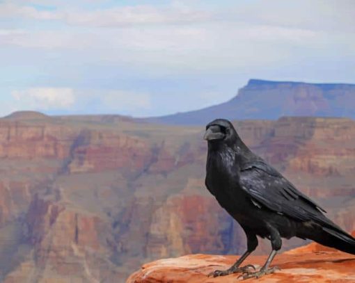 Black Crow On Grand Canyon Arizona paint by numbers