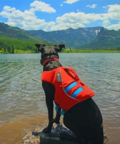 Black Dog Wearing Life Vest In Nature paint by numbers