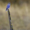 Blue Bird On Brown Stick paint by numbers