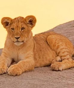 Brown Cougar In Sunset paint by numbers