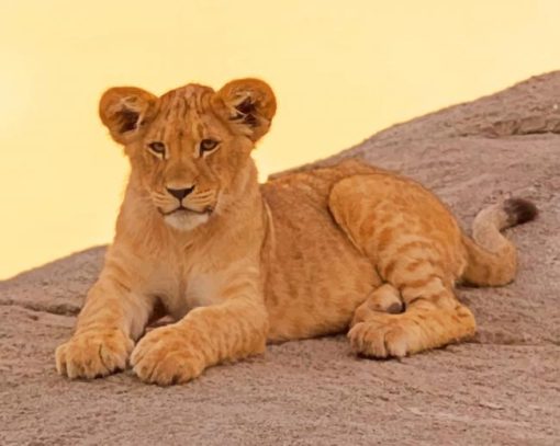 Brown Cougar In Sunset paint by numbers