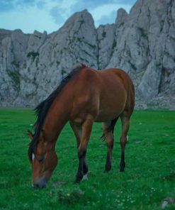 Brown Horse In Nature paint by numbers