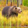 Brown Panda On Open Field paint by numbers