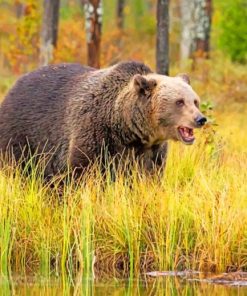 Brown Panda On Open Field paint by numbers