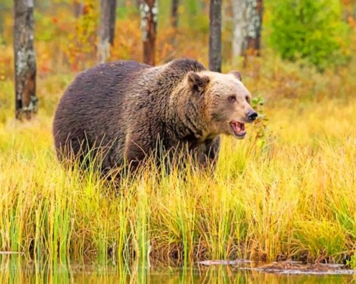 Brown Panda On Open Field paint by numbers