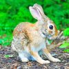 Brown Rabbit Near Green Leafed paint by numbers