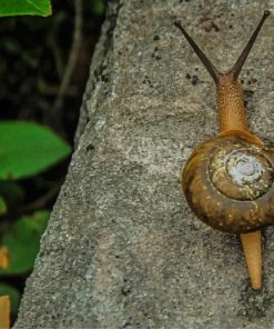 Brown Snail On Tree paint by numbers