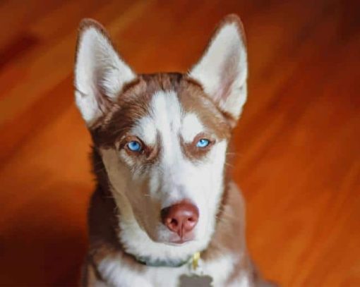 Brown White Serbian Husky paint by numbers