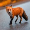 Brown Fox On Gray Asphalt Road paint by numbers