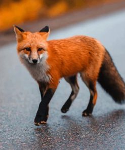 Brown Fox On Gray Asphalt Road paint by numbers