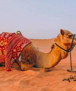 Camel In Dubai Desert paint by numbers