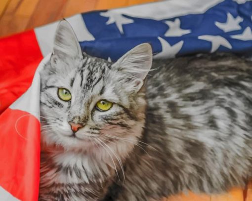 American Cat paint by numbers