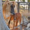 Cattle With Her Baby paint by numbers