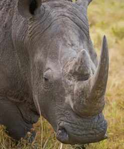 Gray Rhino Animal In Nature paint by numbers