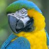 Closeup Yellow Teal Parrot