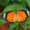 Colorful Butterfly On Leaf paint by numbers