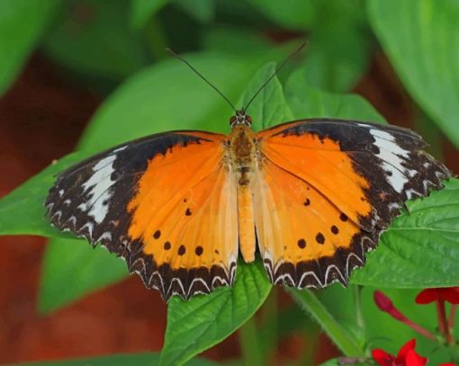 Colorful Butterfly On Leaf paint by numbers