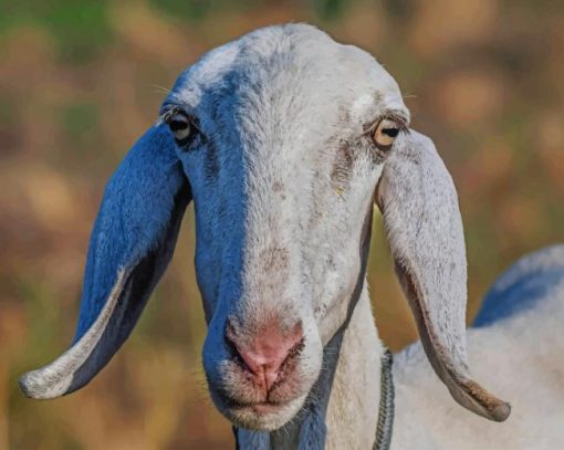 Domestic Goat In Farm paint by numbers