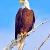 Eagle In Wild Nature paint by nature