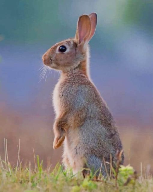 European Rabbit paint by numbers