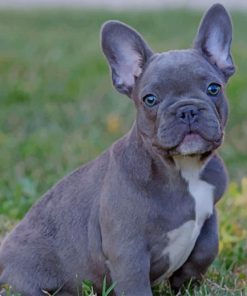 French Bulldog Puppy On Grass paint by numbers