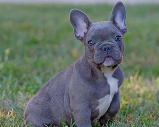 French Bulldog Puppy On Grass paint by numbers