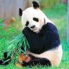 Friendly Panda In Nature With His Food paint by numbers