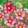 Garden Cosmos Flowers paint by numbers