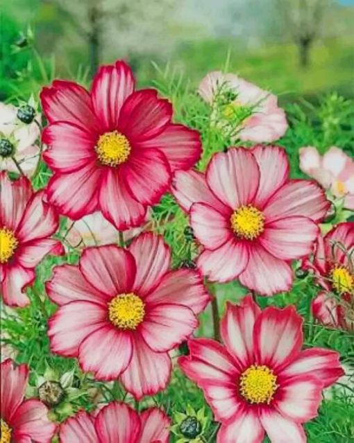 Garden Cosmos Flowers paint by numbers