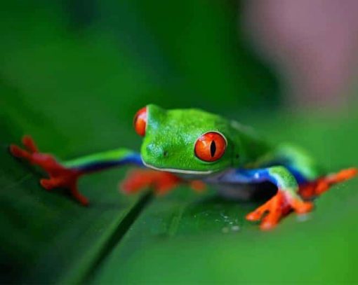 Green Frog On Green Leaf paint by numbers