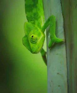 Green Iguana On Tree Leafs paint by numbers