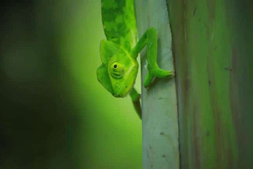 Green Iguana On Tree Leafs paint by numbers